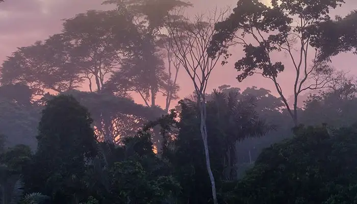 Visiting the Amazon from Cusco image