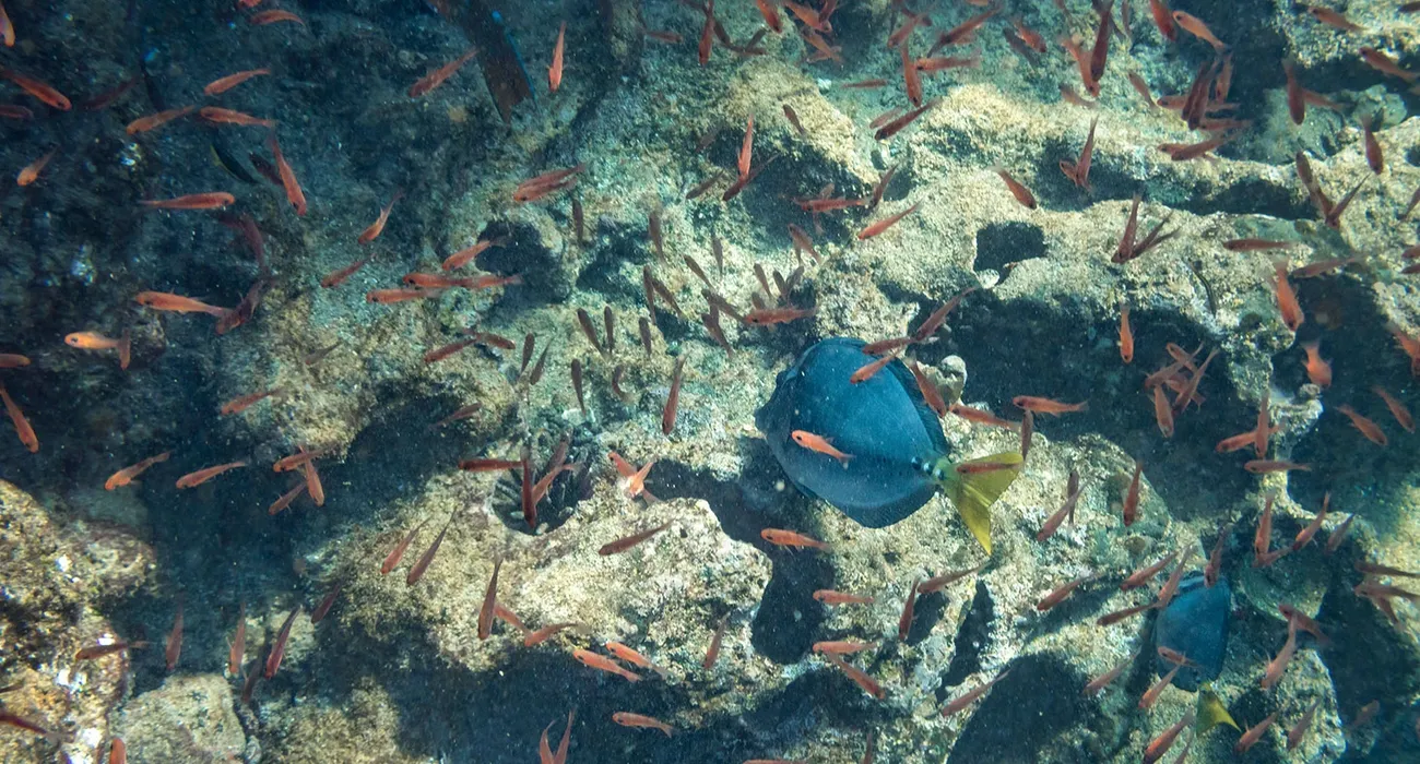 The Elite Galapagos Cruise video