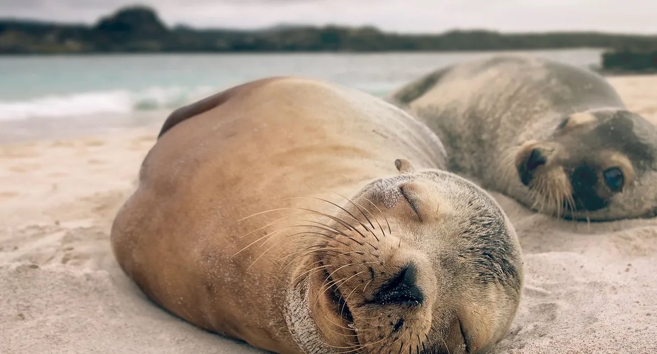 The Elite Galapagos Cruise video