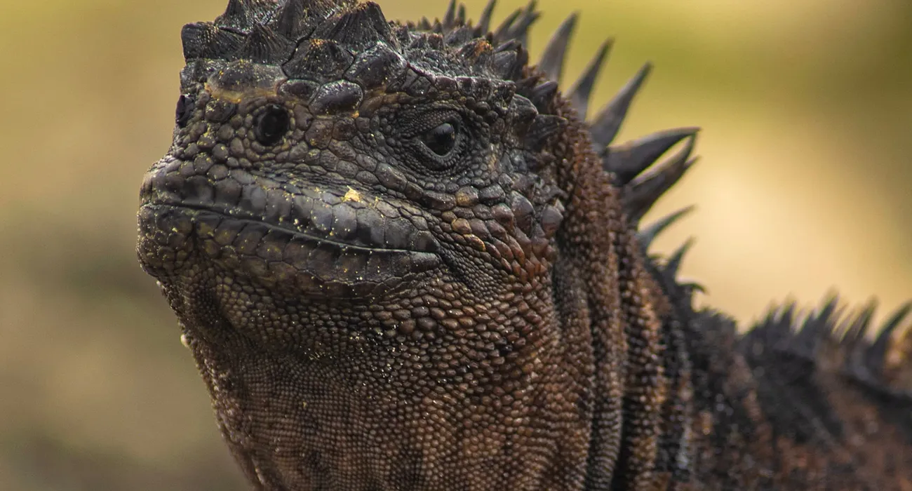The Endemic Galapagos Cruise video