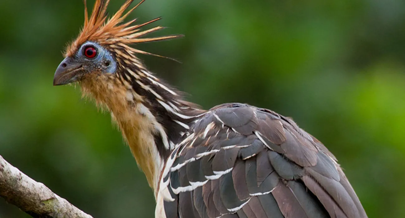 La Selva Eco-Lodge & Retreat Video Cover