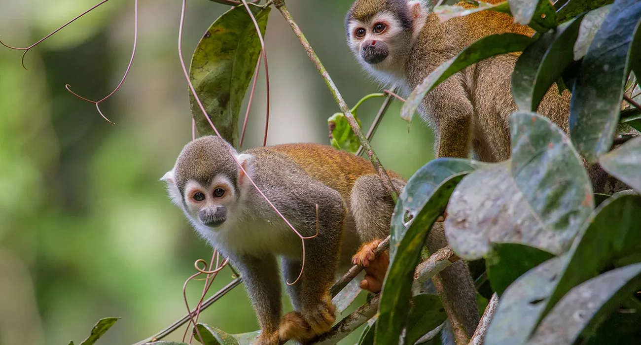 La Selva Eco-Lodge & Retreat Video Cover