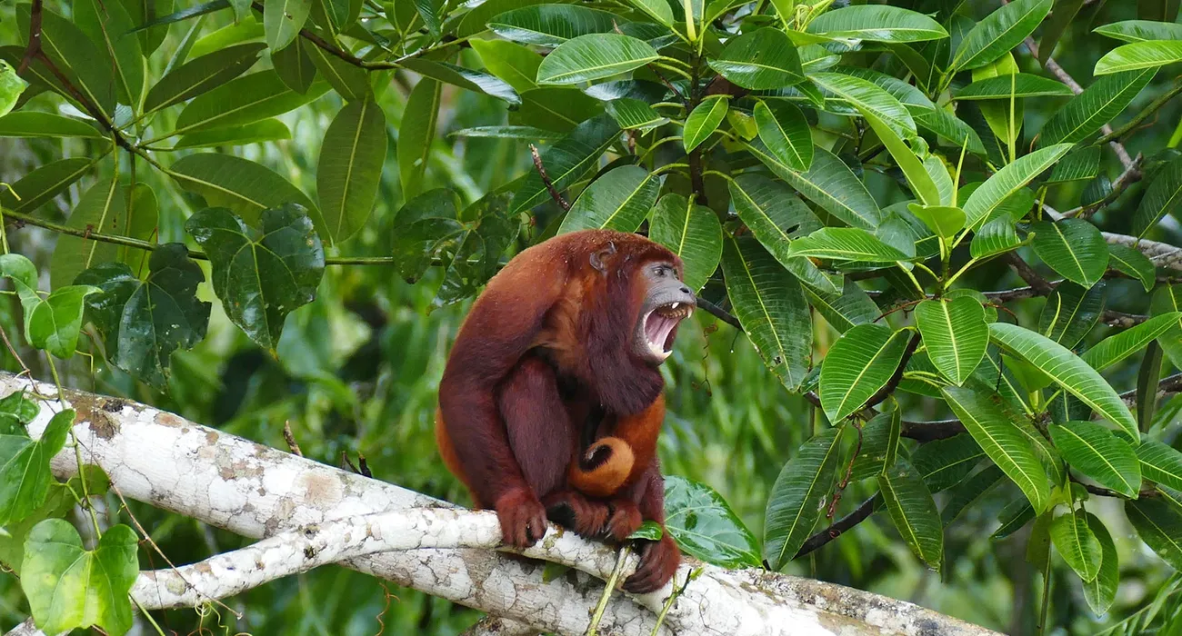 La Selva Eco-Lodge & Retreat Video Cover