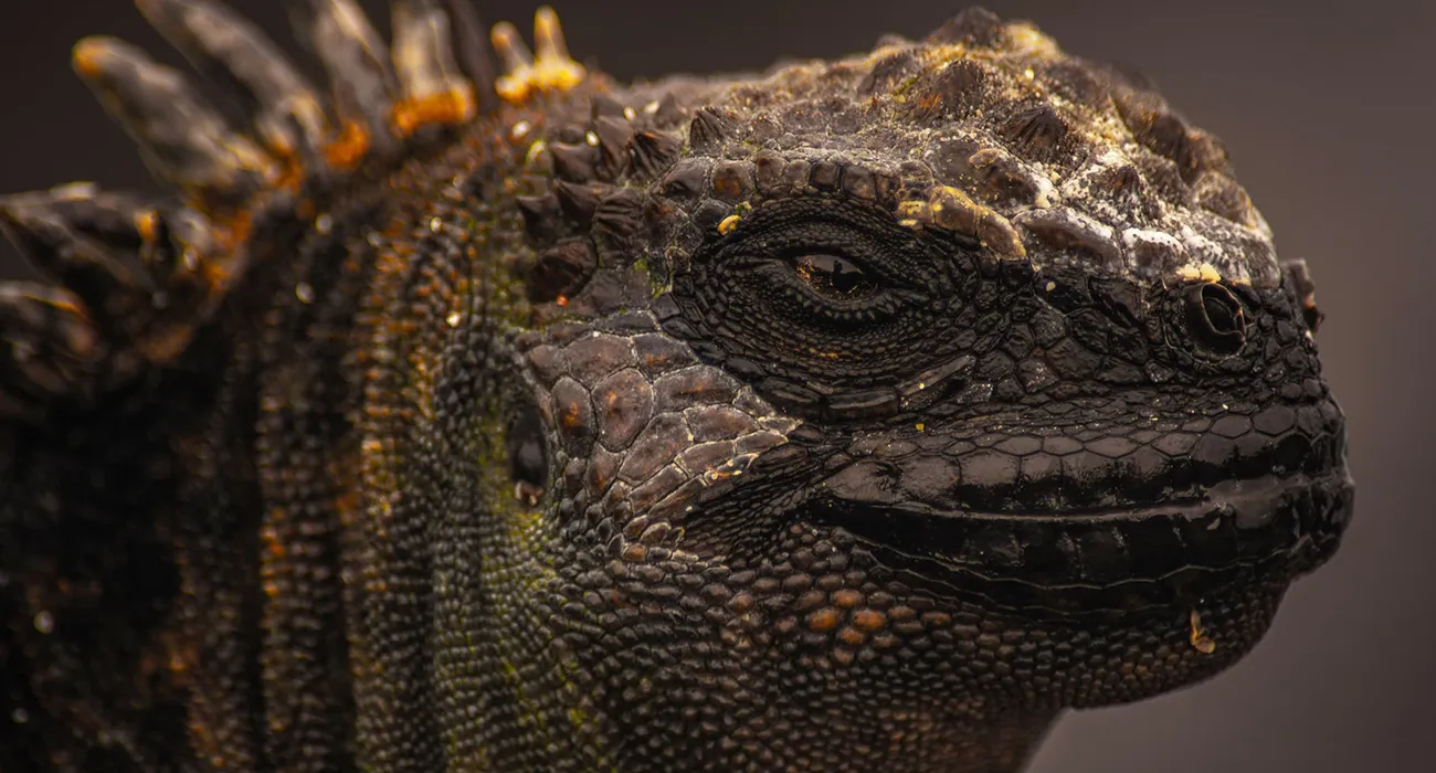 The Ocean Spray Cruise video