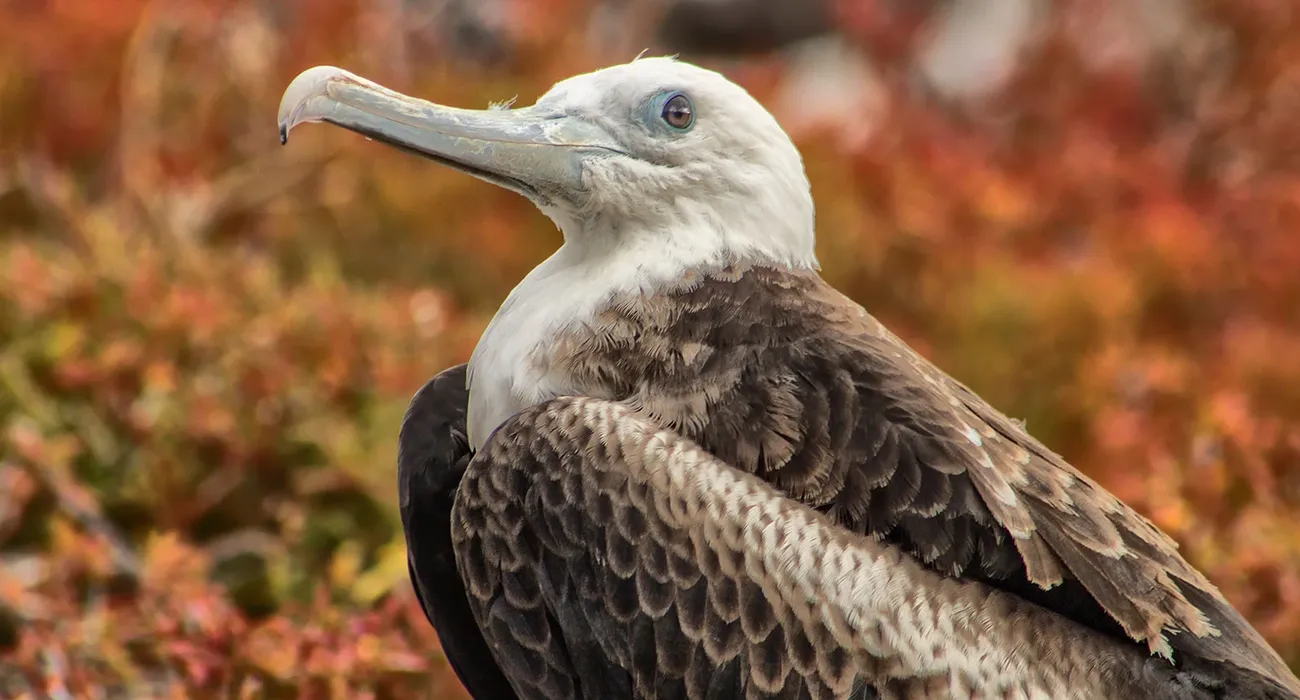 The Petrel Luxury Cruise Video Cover