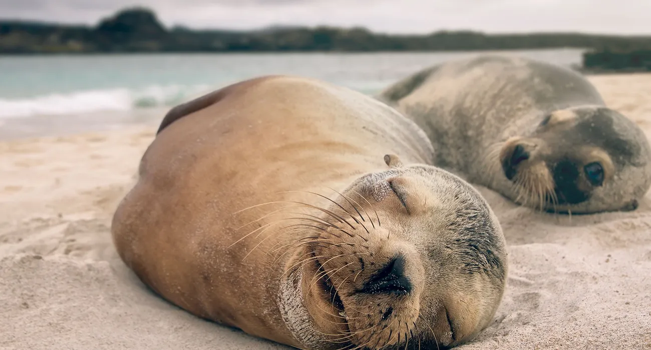 The Petrel Luxury Cruise video