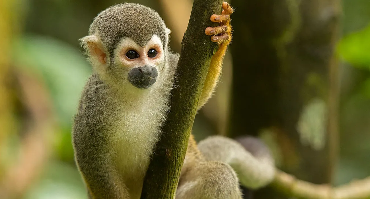 The Sacha Lodge video