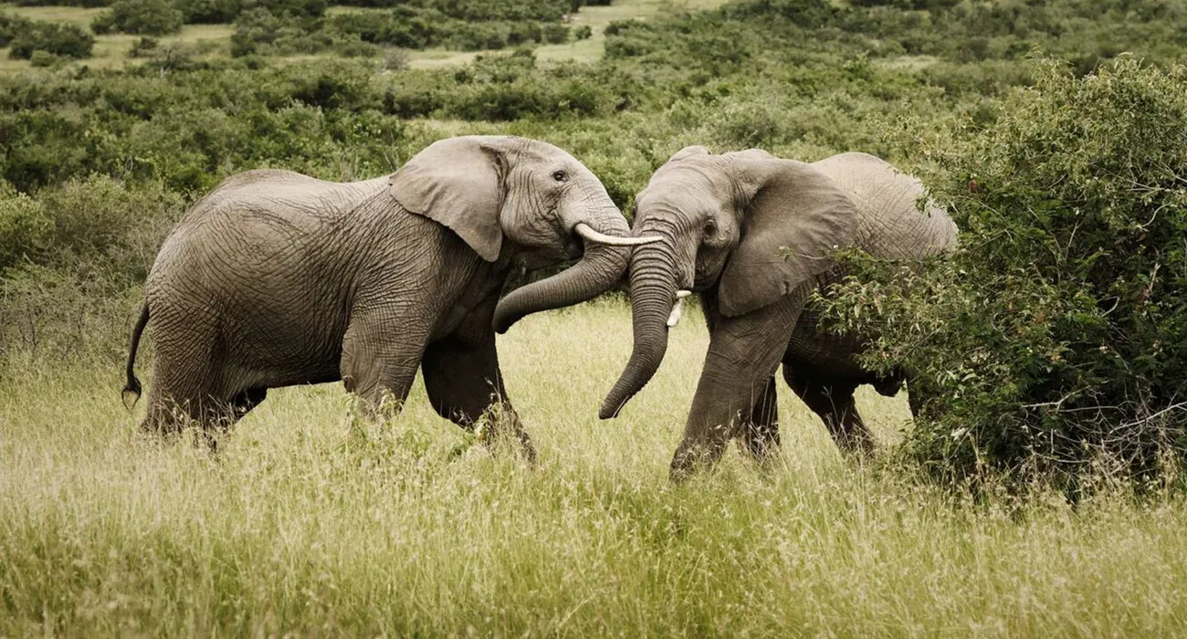 The Mara Bushtops Safari Camp video