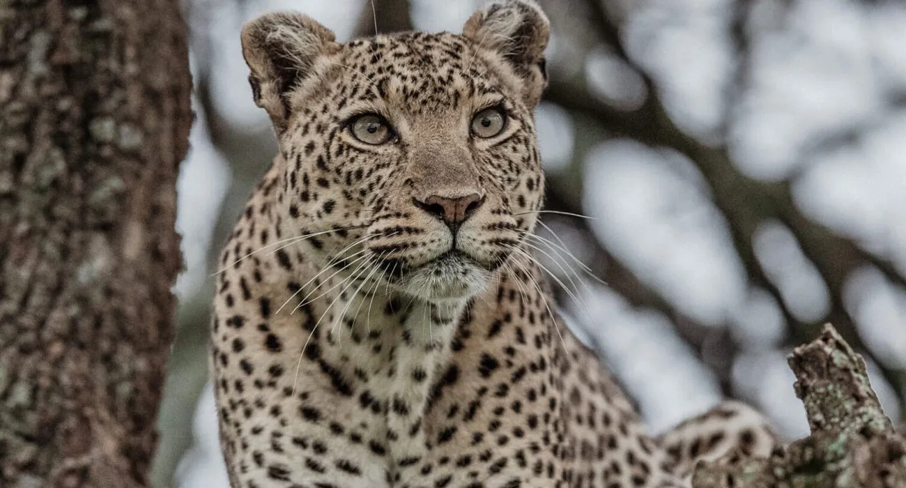 The Mara Bushtops Safari Camp video