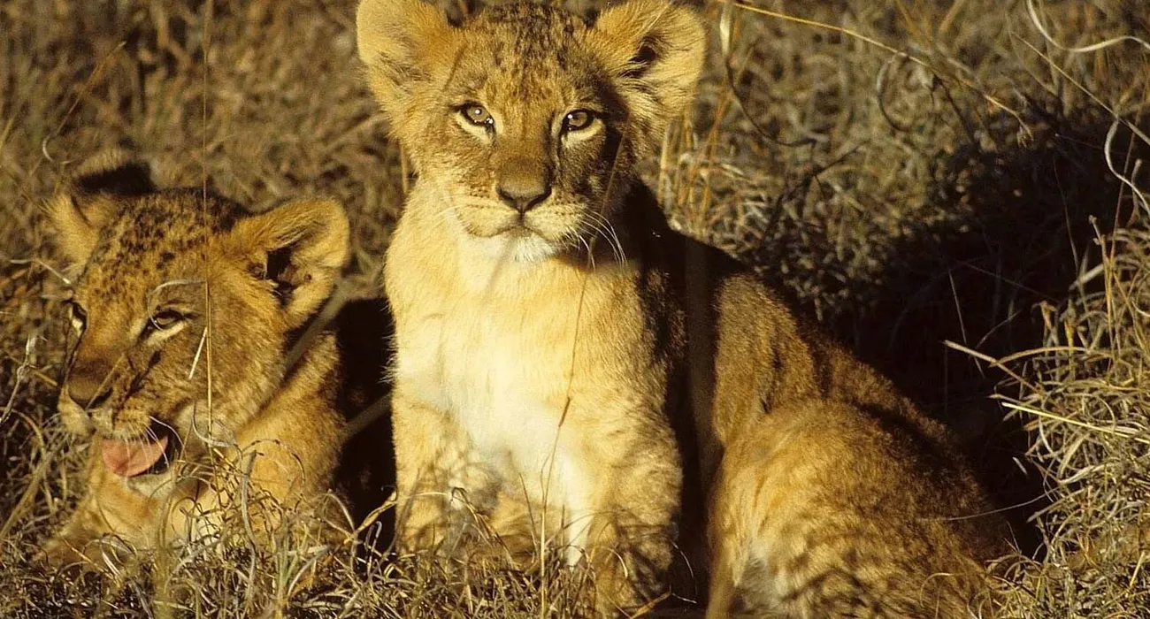 The Mara Bushtops Safari Camp video