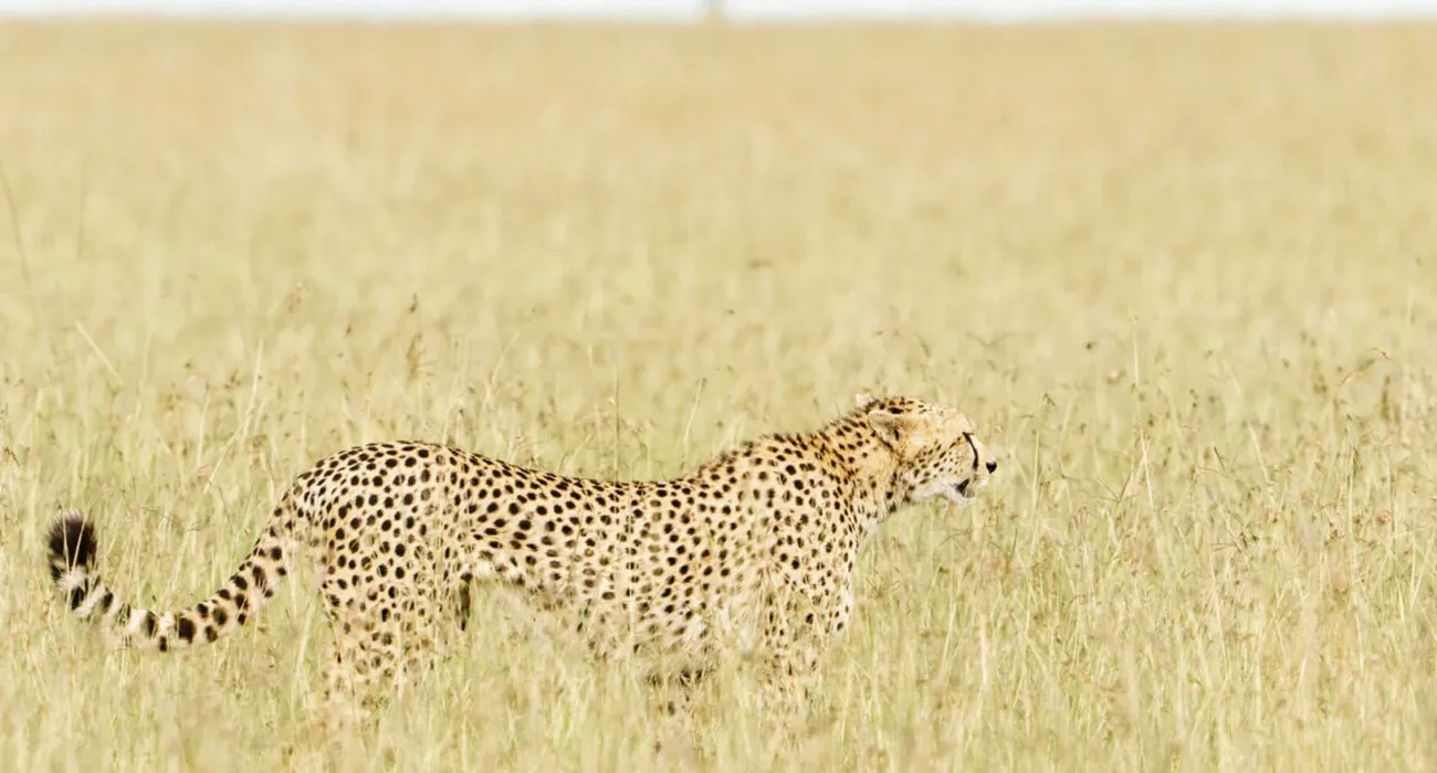 The Mara Bushtops Safari Camp video