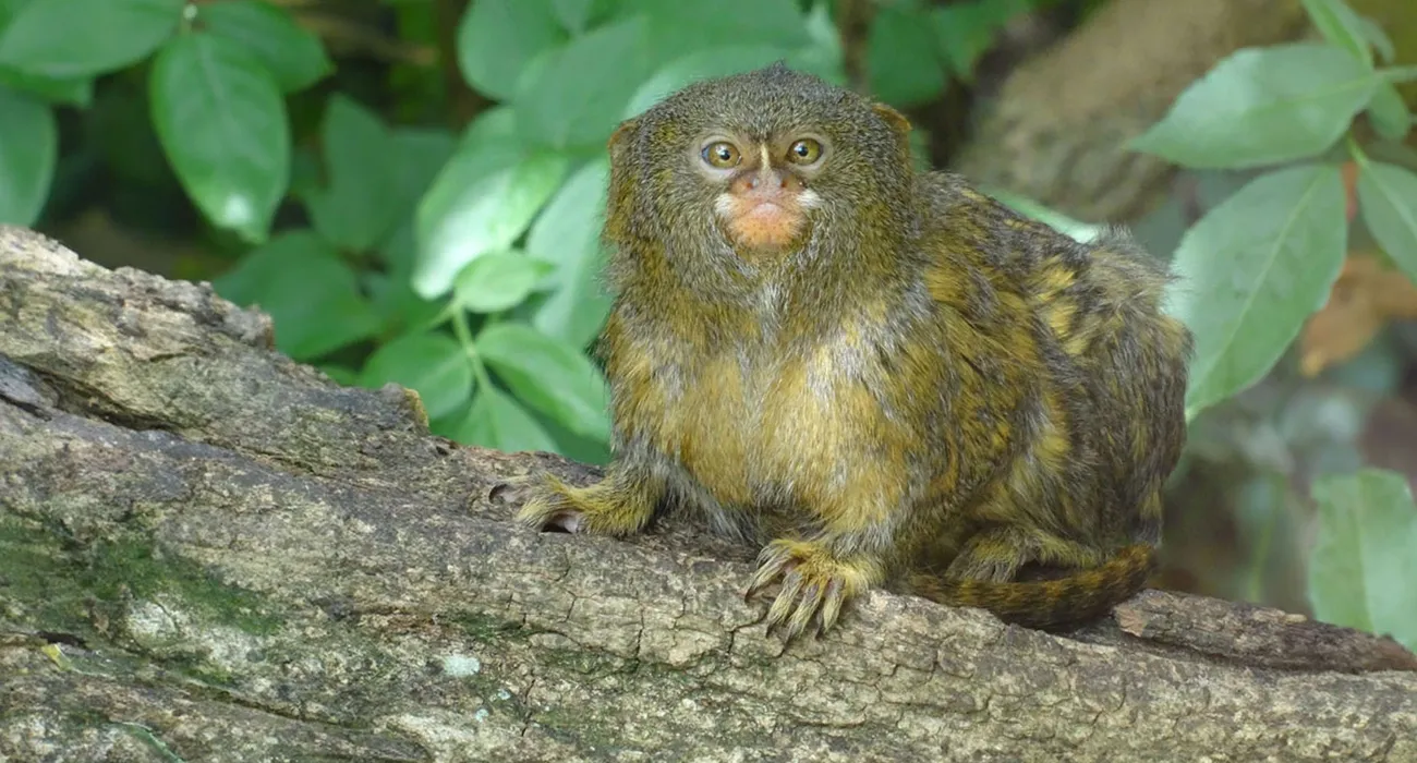 The Tahuayo Lodge video