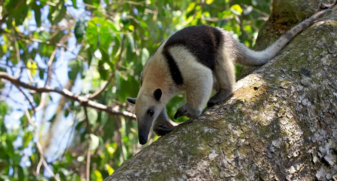 The Tahuayo Lodge video
