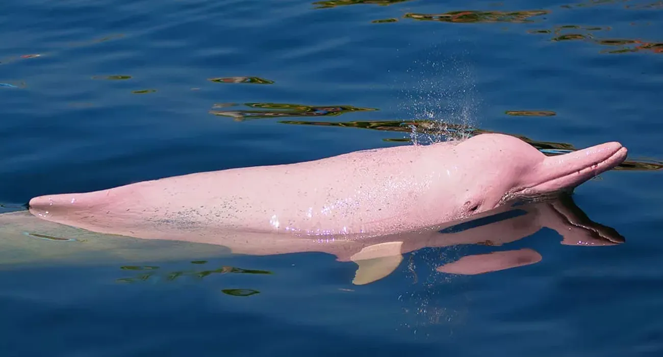 The Delfin III video