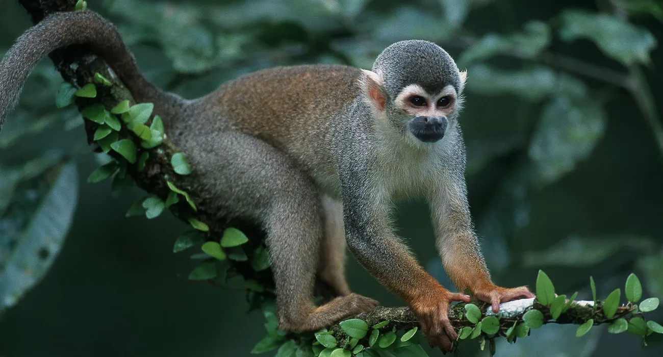 The Posada Amazonas Lodge video