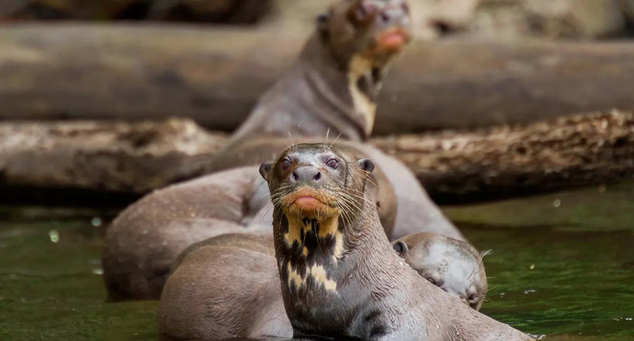 The Posada Amazonas Lodge Video Cover