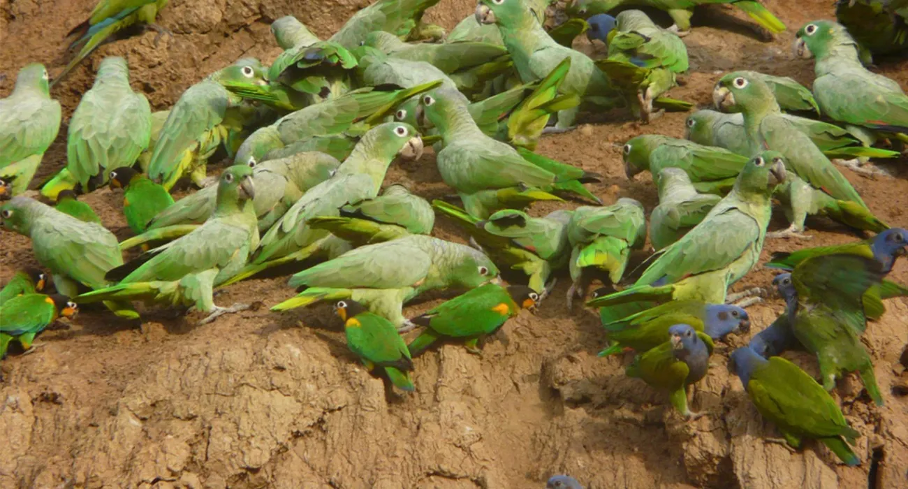 The Posada Amazonas Lodge video