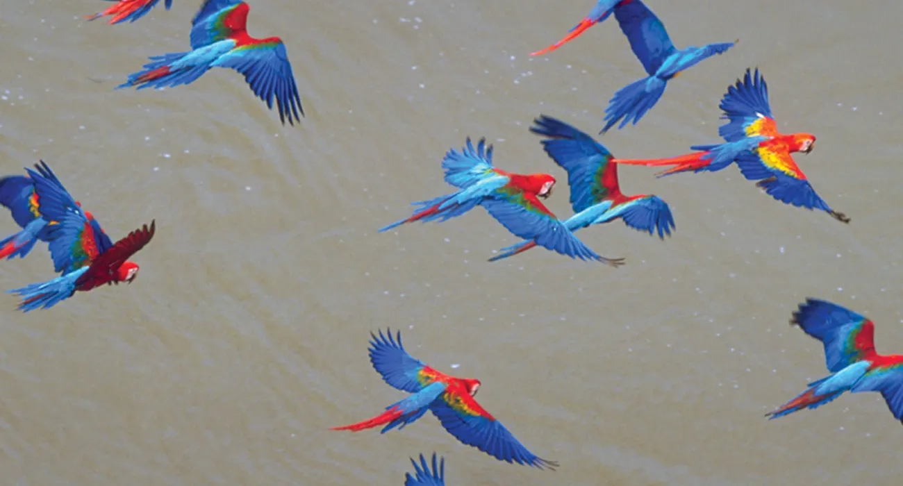 The Refugio Amazonas Lodge video