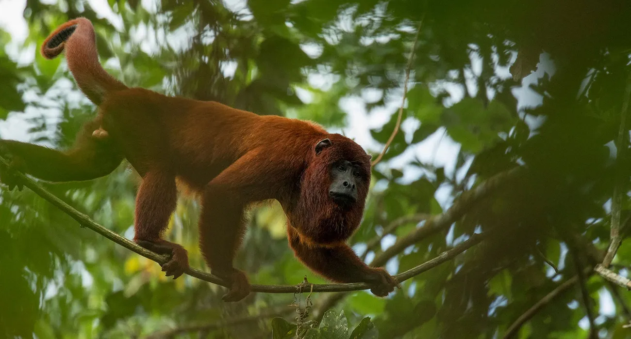 The Tambopata Research Center video