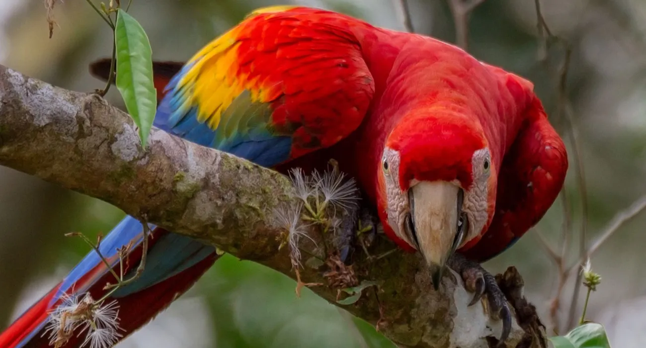 The Tambopata Research Center video