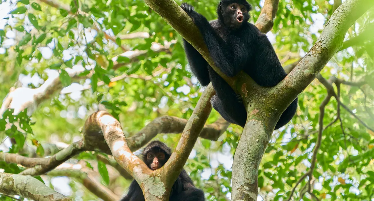 The Tambopata Research Center video