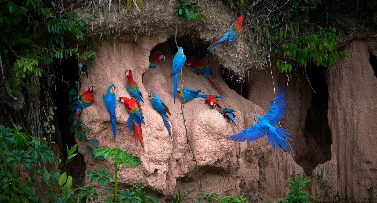 The Tambopata Research Center Video Cover