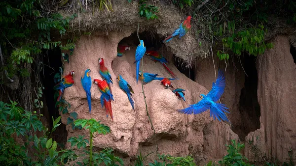 The Tambopata Research Center Image 1
